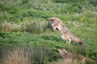 Coyote