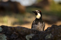 Acorn Woodpecker