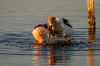 Avocet Pair