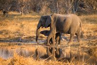 Elephants visit a waterhole at sunset