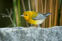 Prothonotary Warbler