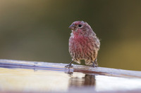 House Finch