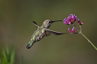 Anna's Hummingbird