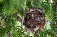 Saw-Whet Owl