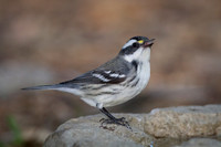Black-Throated Gray Warbler