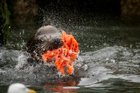 Bull Sea Lion with salmon stolen from fisherman
