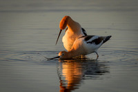 Avocet Pair