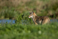 Coyote