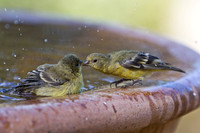 Lesser Goldfinches