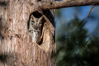 Western Screech Owl