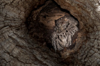 Western Screech Owl