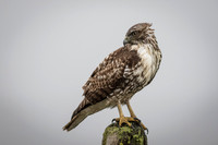 Redtail Hawk