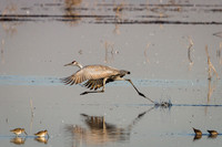 Sandhill Cranes