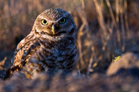Burrowing Owls